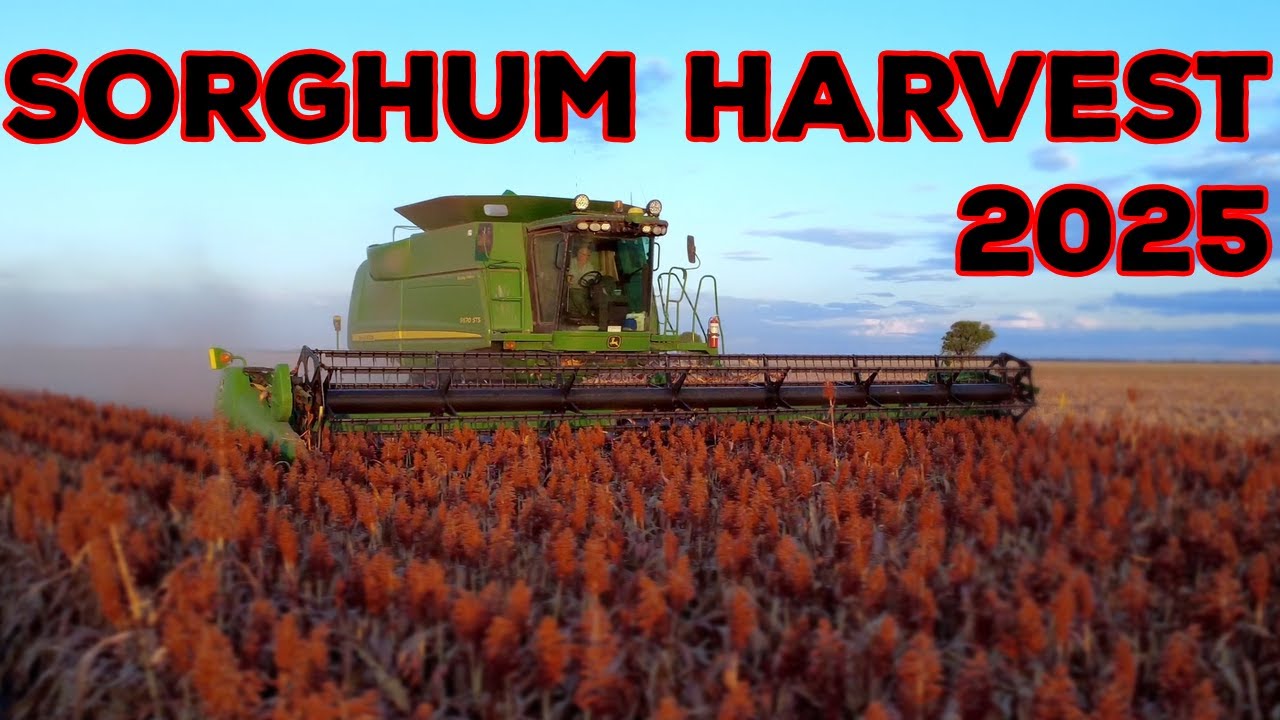 Sorghum Harvest Australia 2025