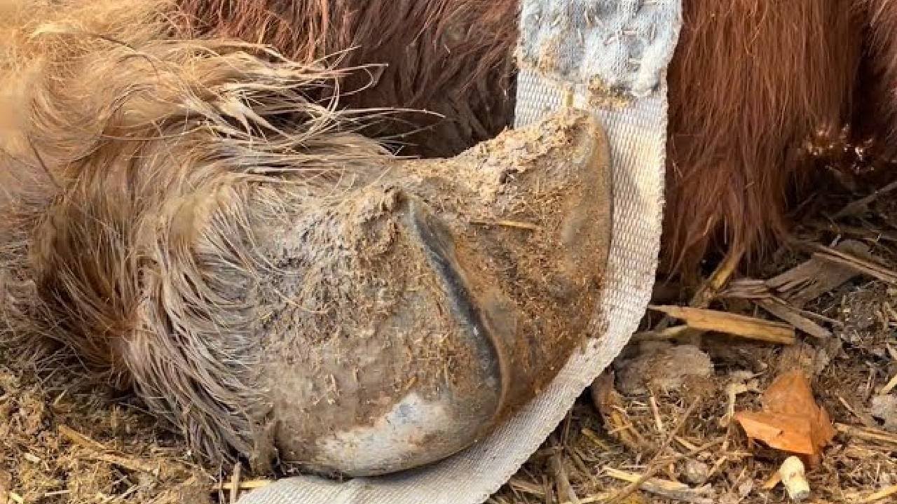 Save the neglected animals丨ASMR丨Donkey hoof cutting sound