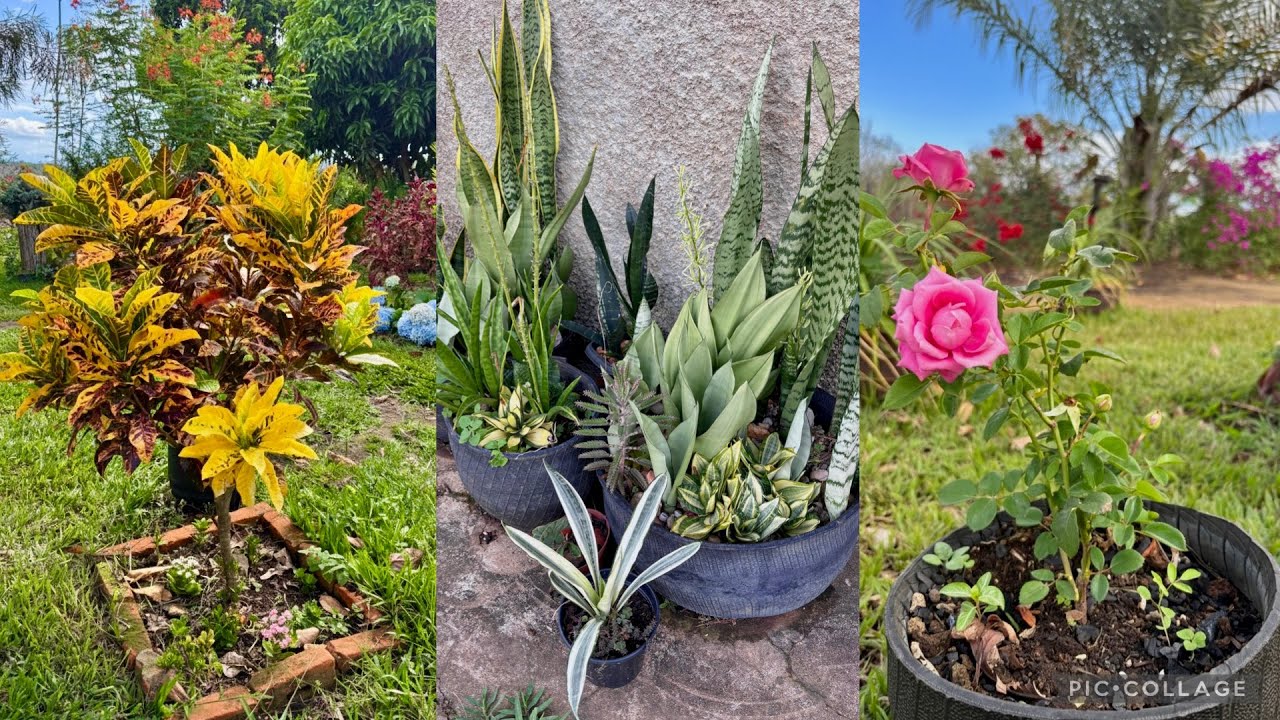 Plantas de Fácil Cultivo no Meu Jardim 