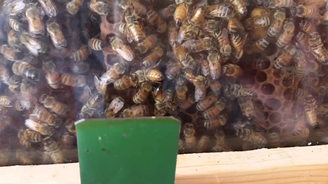 New Queens Waiting to be born