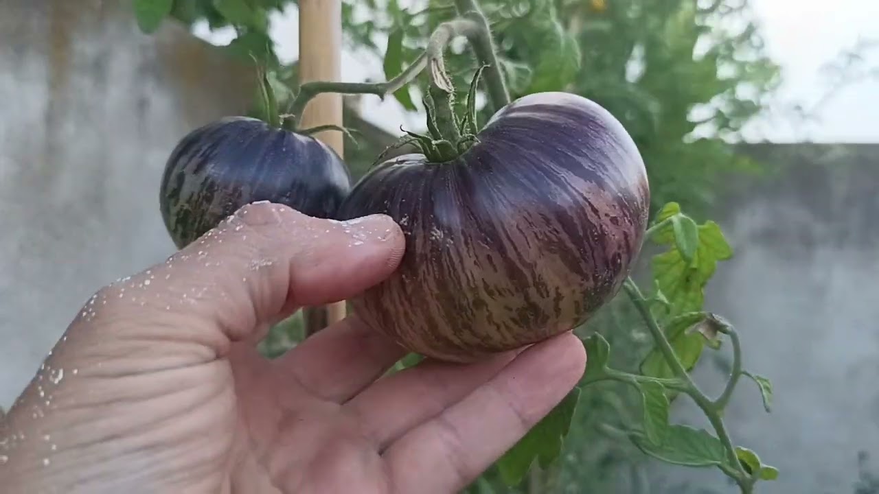 Mostramos un poco algunas plantas de tomates en la huerta de casa 