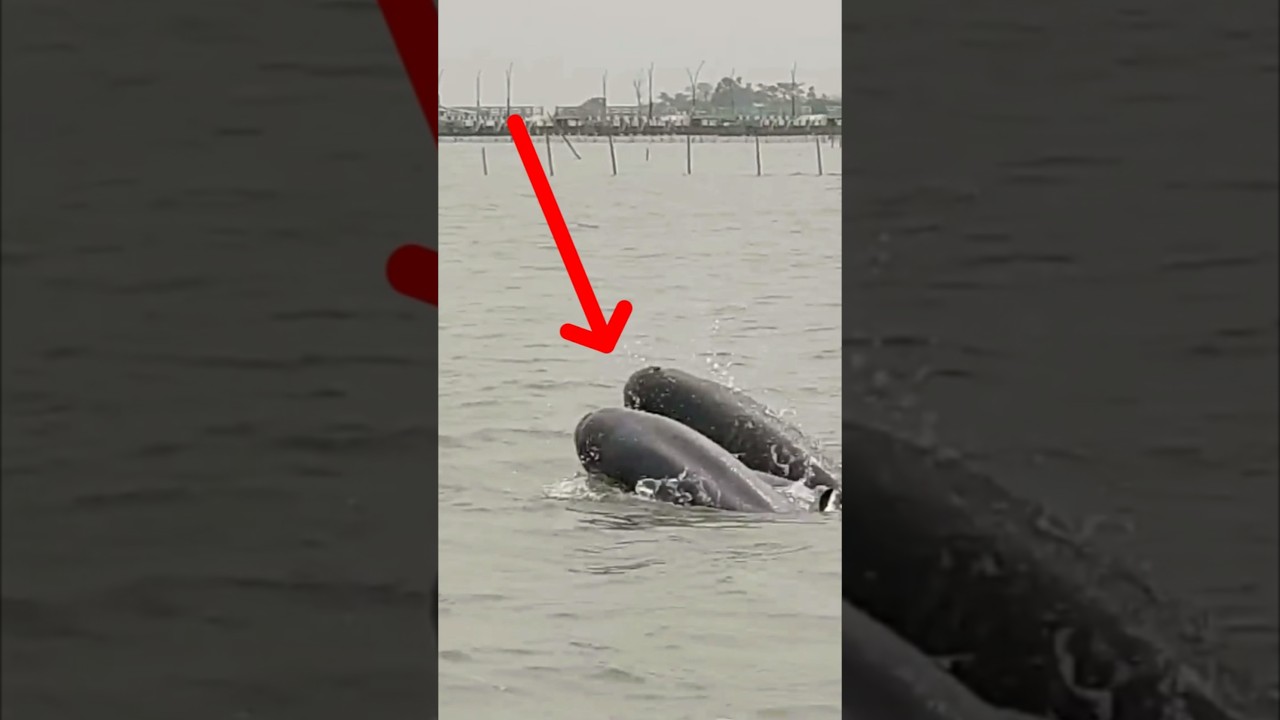 fishing boat dolphin😱 video best short satapada viral dolphin video video 😱