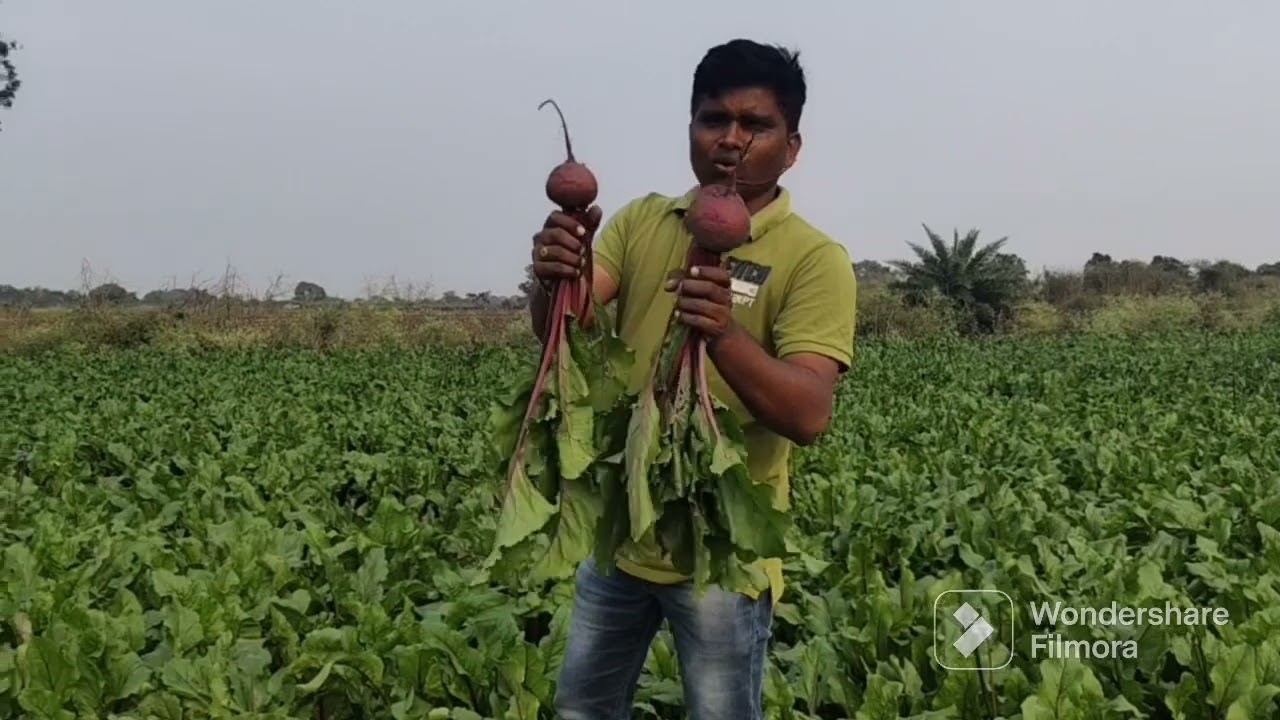 Nethra Seeds Hybrid Beet Root “Gulabi”