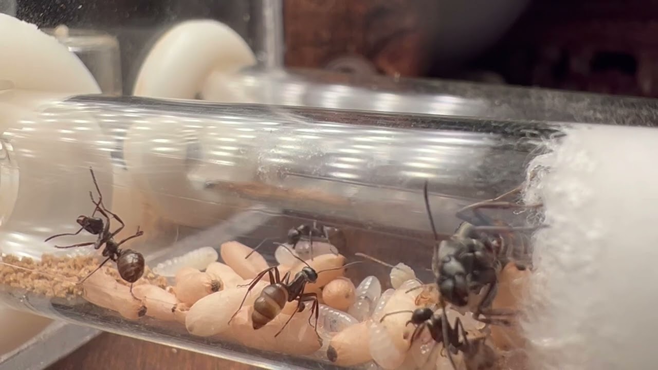 brood boosting going well.