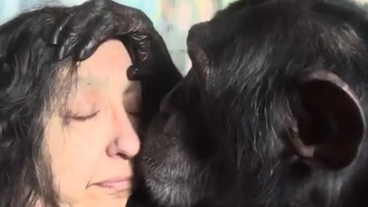 Chimpanzee Grooming a Woman