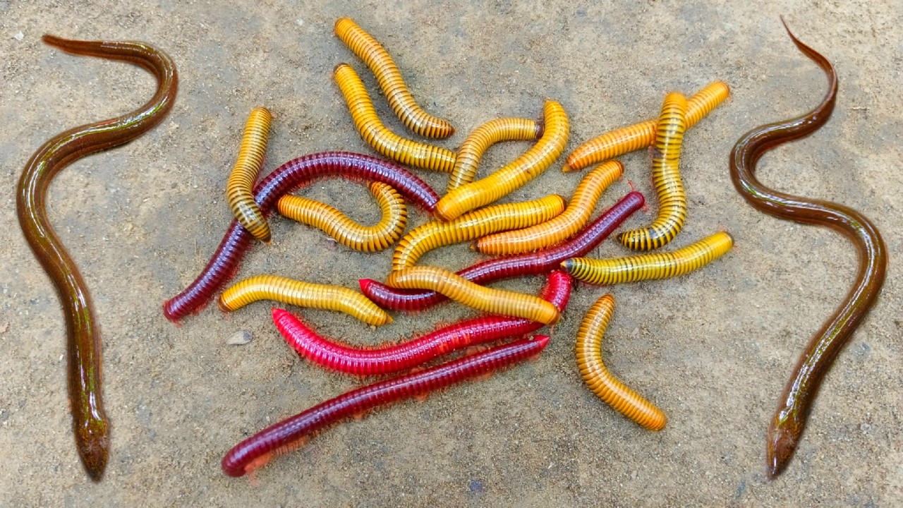 Wadidaw! Tangkap ikan belut dan kaki seribu, luwing, ikanlele, ikan hias, kelomang, kura kura