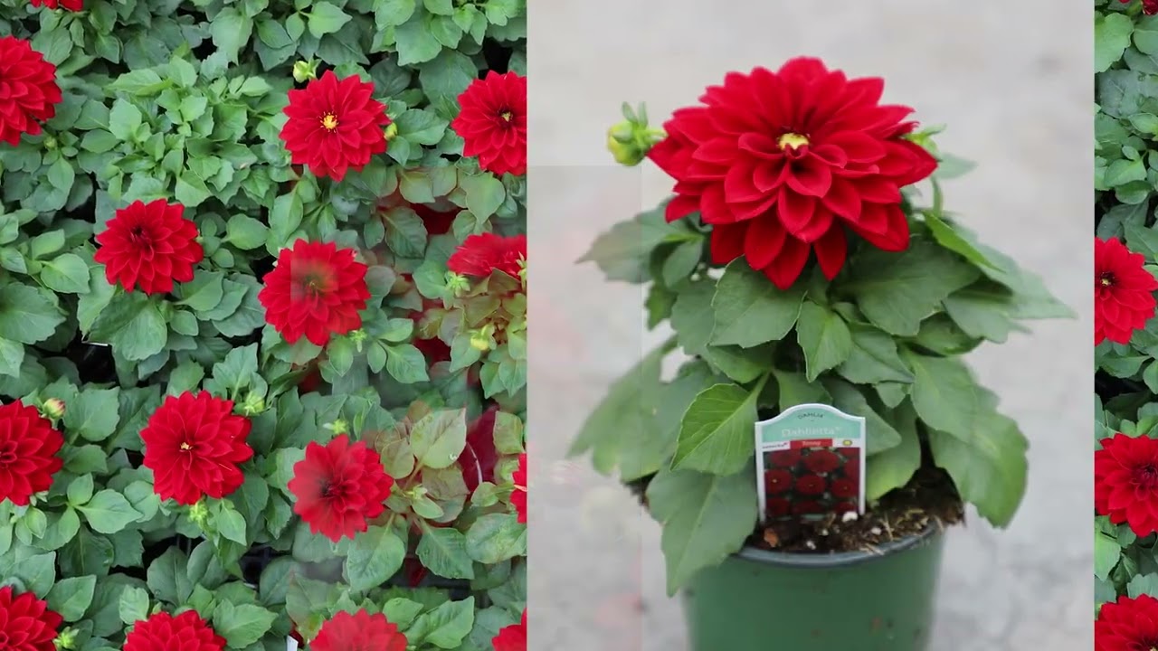 WA 4.12.24  Begonias, Dahlias, Coleus, Gerbera