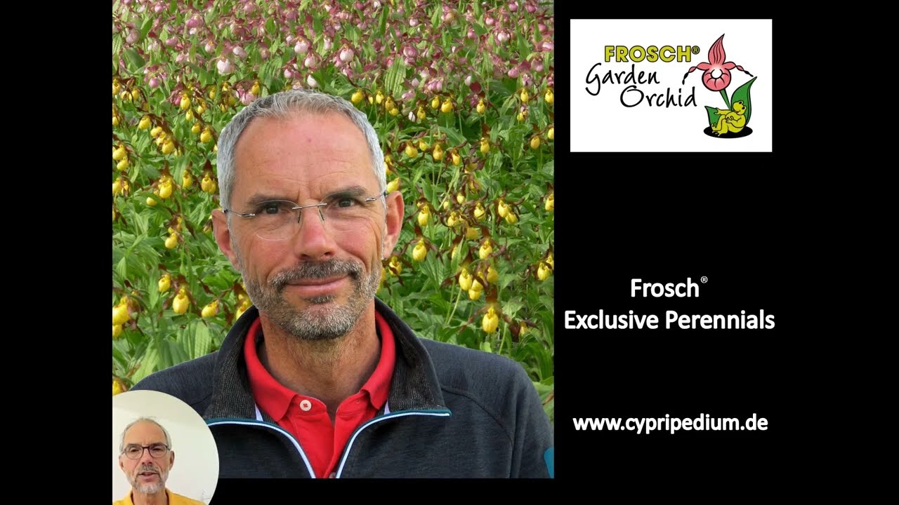 Frosch® Cypripedium hybrids - Jewels of the shaded garden