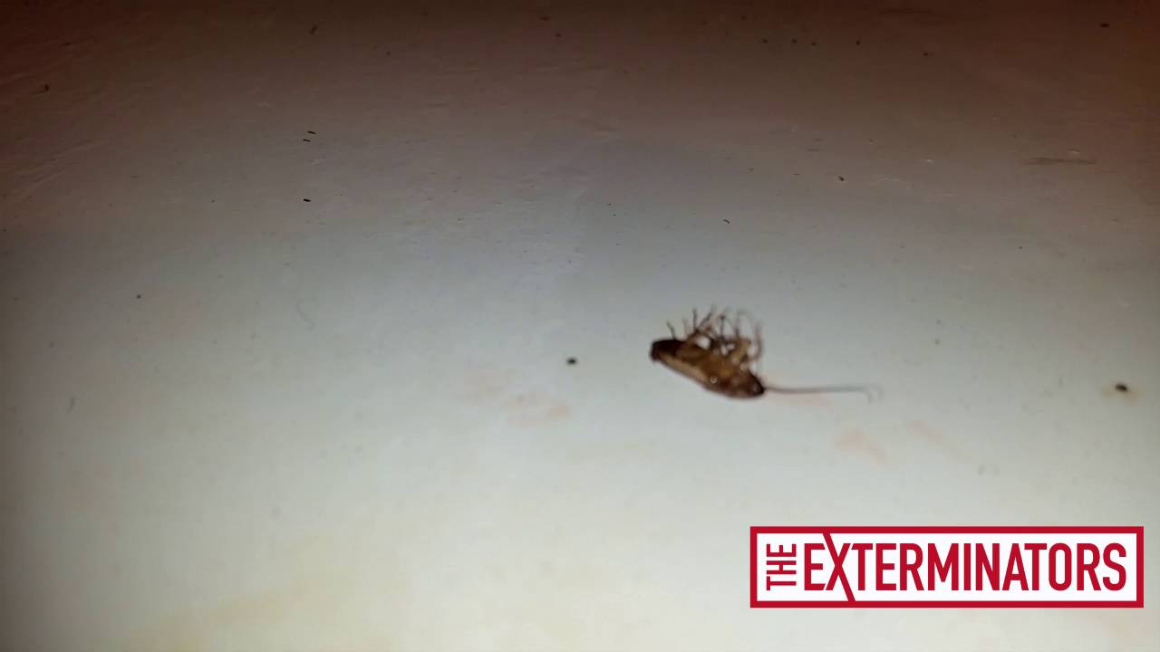Professional Cockroach Extermination Toronto - The Exterminators Inc.