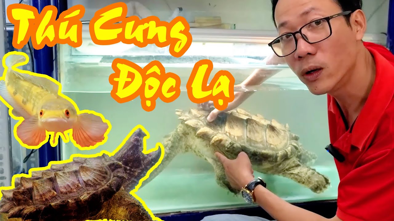 Ghé Nhà Bạn Và Được Chiêm Ngưỡng Bộ Sưu Tập Pet Độc Lạ - Phần 1 | Vũ Lê Channel