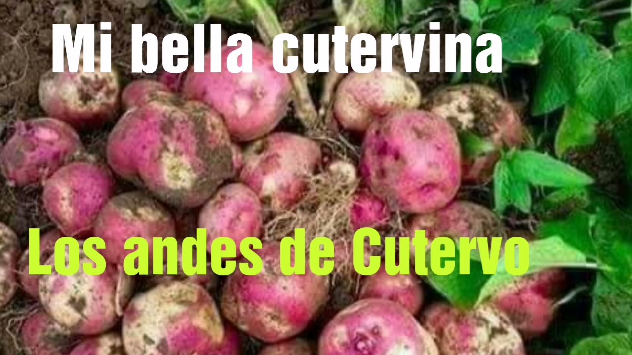 MI BELLA CUTERVINA : Los Andes de Cutervo