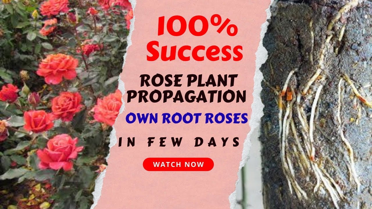 How to Propagate Rose Plants at Home | 100% Successful Own Root Rose Plant