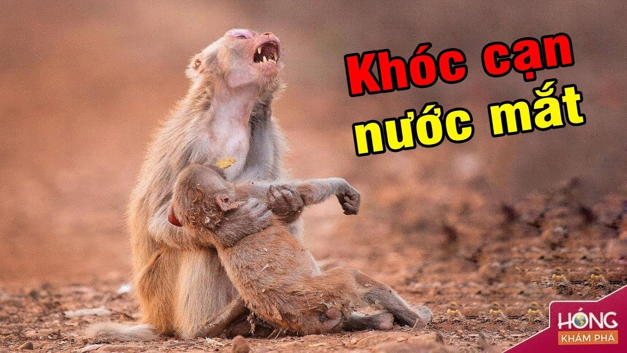 Kh&ocirc;ng chỉ con người, động vật cũng biết đưa tang đồng loại| H&oacute;ng Kh&aacute;m Ph&aacute;
