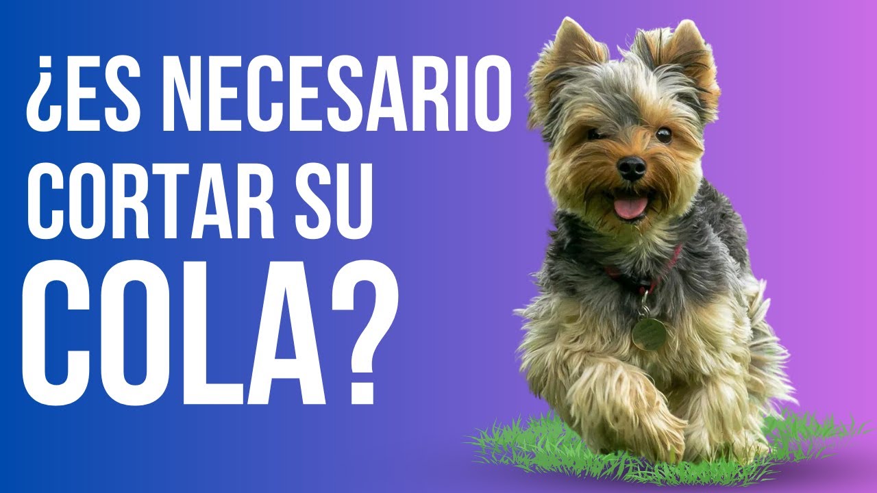 🔴 DESCUBRE si es necesario CORTAR LA COLA de un YORKSHIRE TERRIER