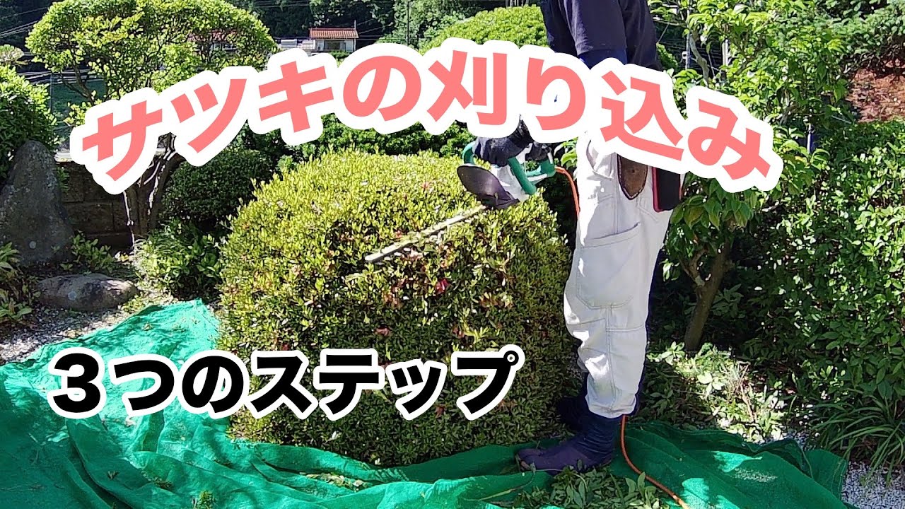 【電動バリカン】サツキの綺麗な刈り込み剪定を３ステップで解説します！【マキタMUH3652】