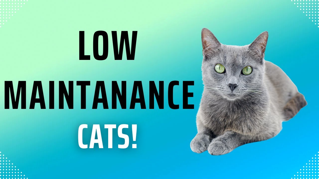 Top 5 Best Cats for Busy Professionals 🐱💼 | Low-Maintenance & Loving Companions