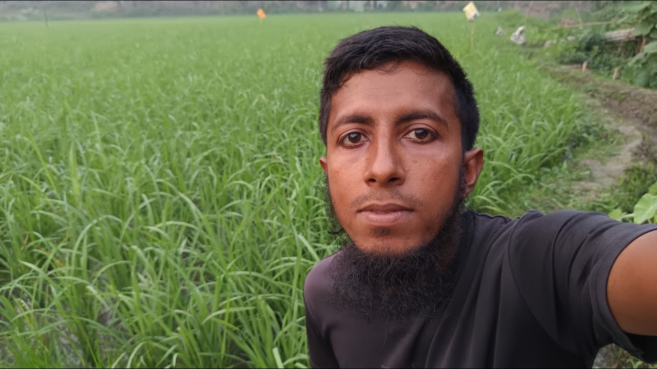 😢 কষ্টের ধানের জমিটা এ কী করলো ইঁদুর! || 😢 What did the rat do to the rice field of hardship?