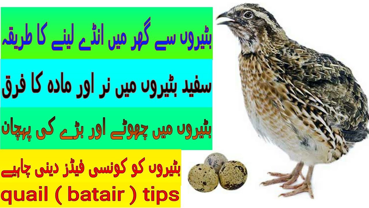 Quail (Batair) ke breeding tips male female me farak in Urdu/Hindi || MHMB ||