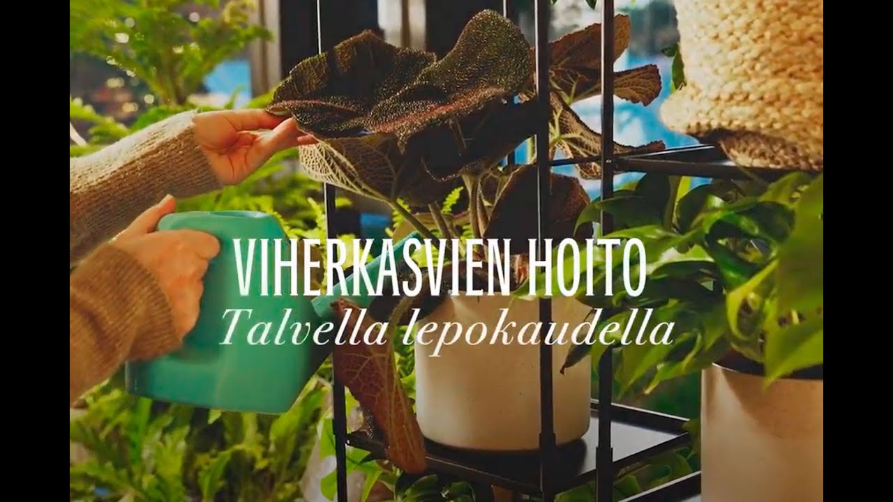 Viherkasvien hoito - talvella lepokaudella