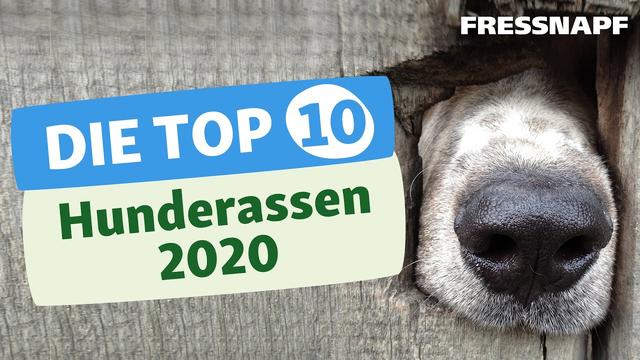 Top 10 Hunderassen (2020) - Die beliebtesten Hunderassen in Deutschland