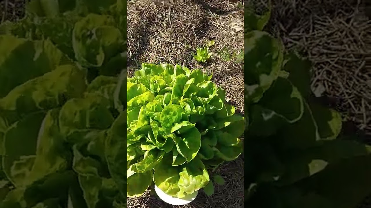 La salade tout simplement (permaculture et agro écologie)