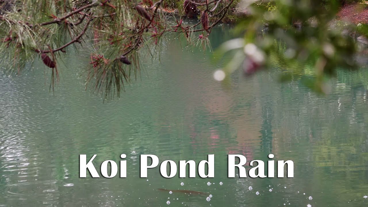 1 часов дождевой атмосферы у пруда с кои | Японский сад в Auburn Botanic Gardens