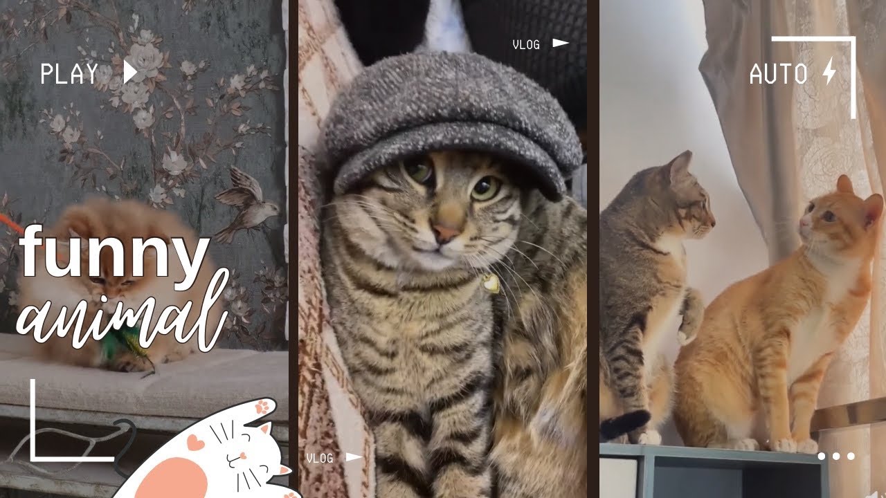 Funny cats. Jokes with cats. Cats, kitties. #cat #cute #cutecat #cute #funnycats #funny