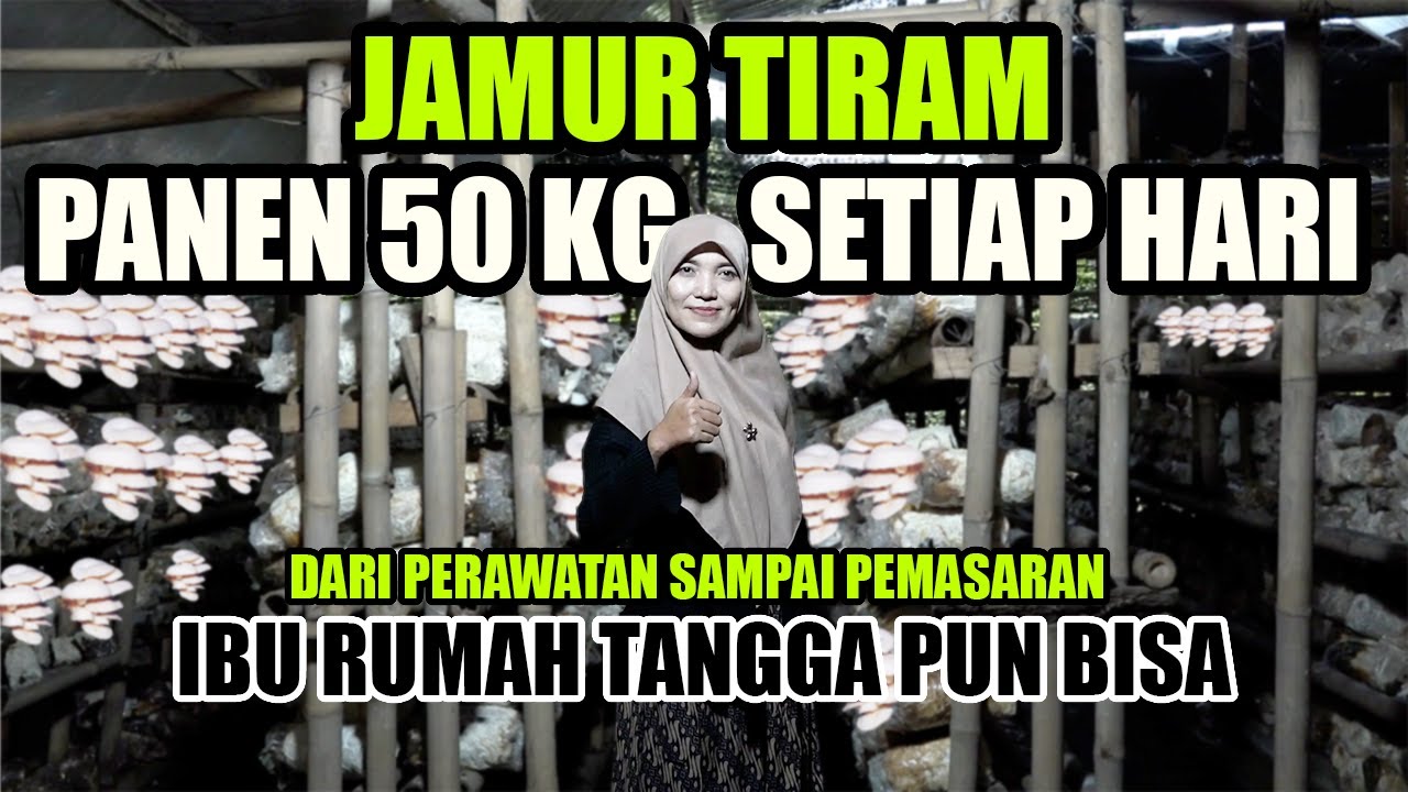 Sukses Budidaya Jamur Tiram, Perawatan Mudah, Harga Tak Pernah Jatuh Bikin Untung Maksimal ‼️
