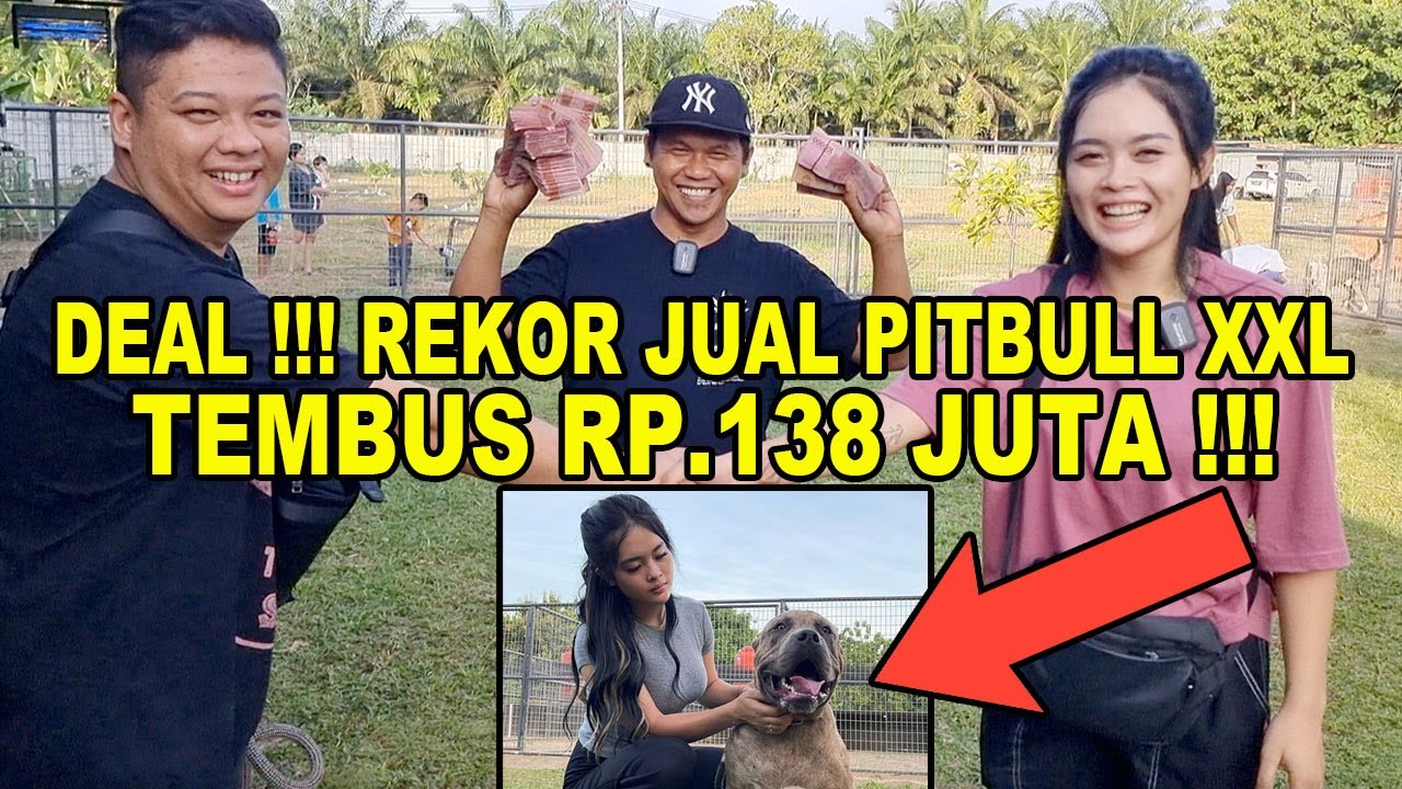 Rekor Jual Pitbull XXL Rp.138 Juta/Ekor