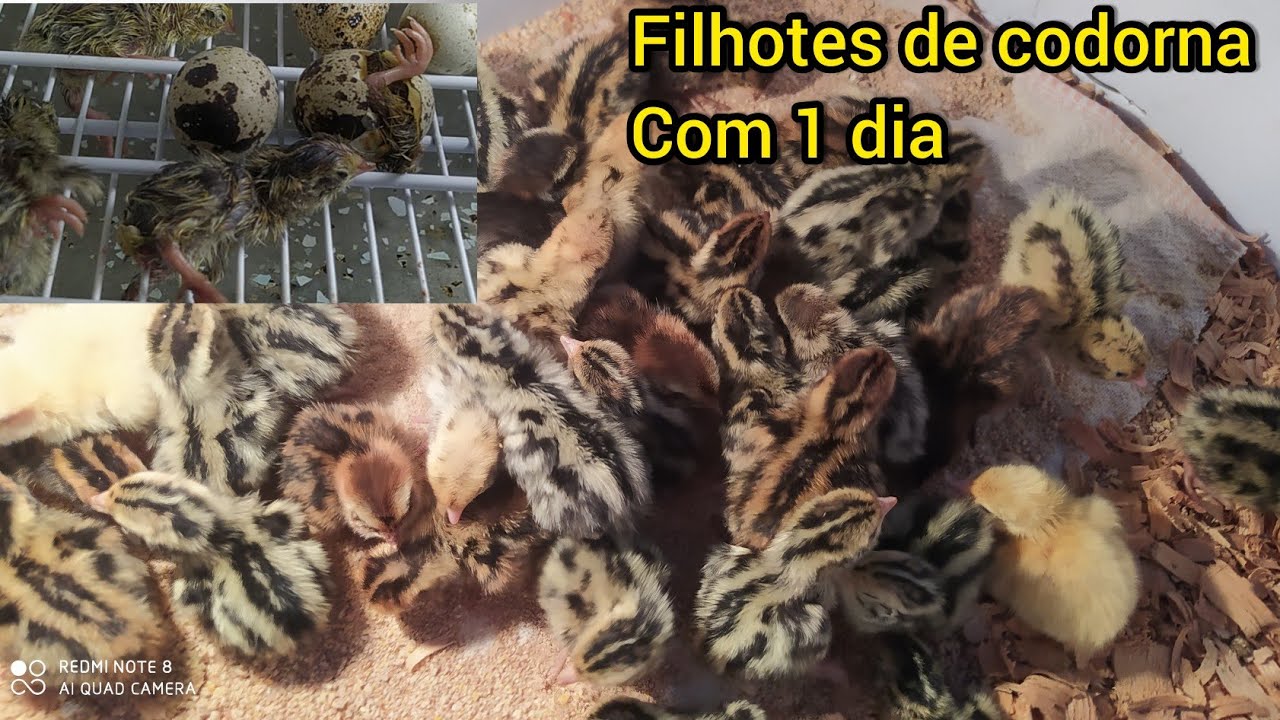 Filhotes de codorna gigante com 1 dia de vida