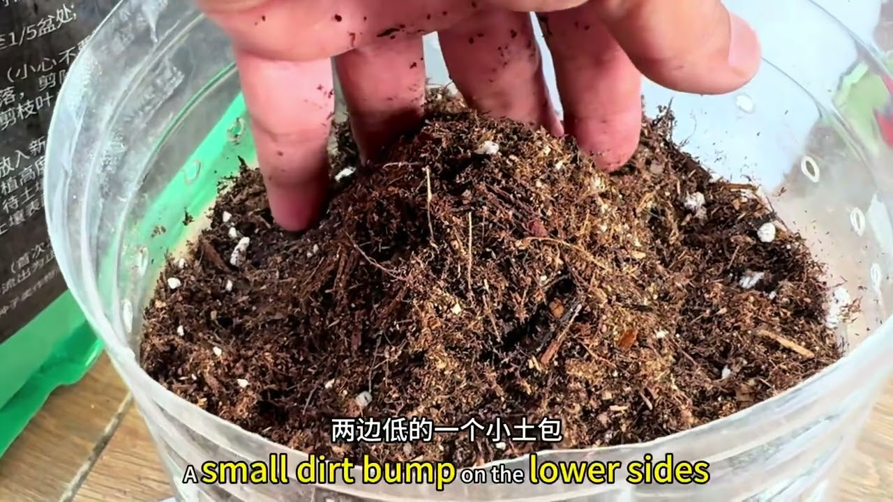 0元制作蓝莓花盆  #盆栽蓝莓种植技术 #蓝莓种植技术 #蓝莓修剪技术 #蓝莓盆栽