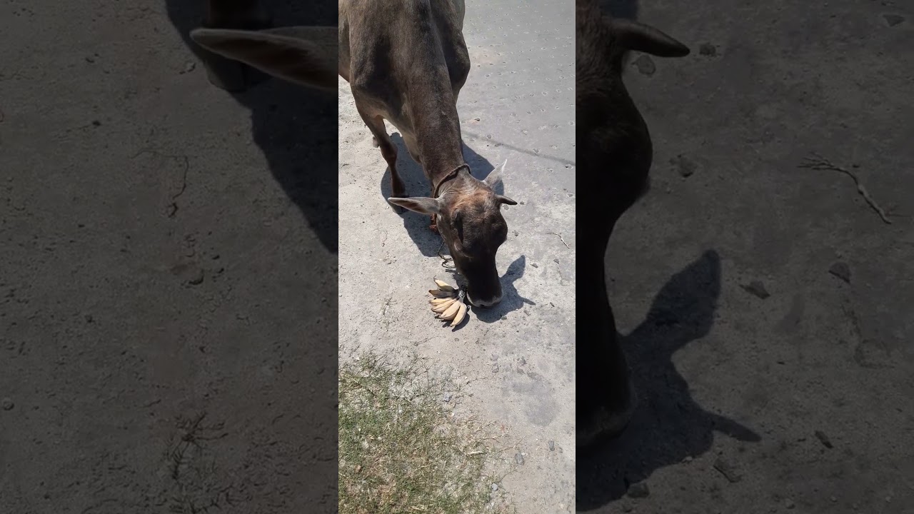 cow eating 