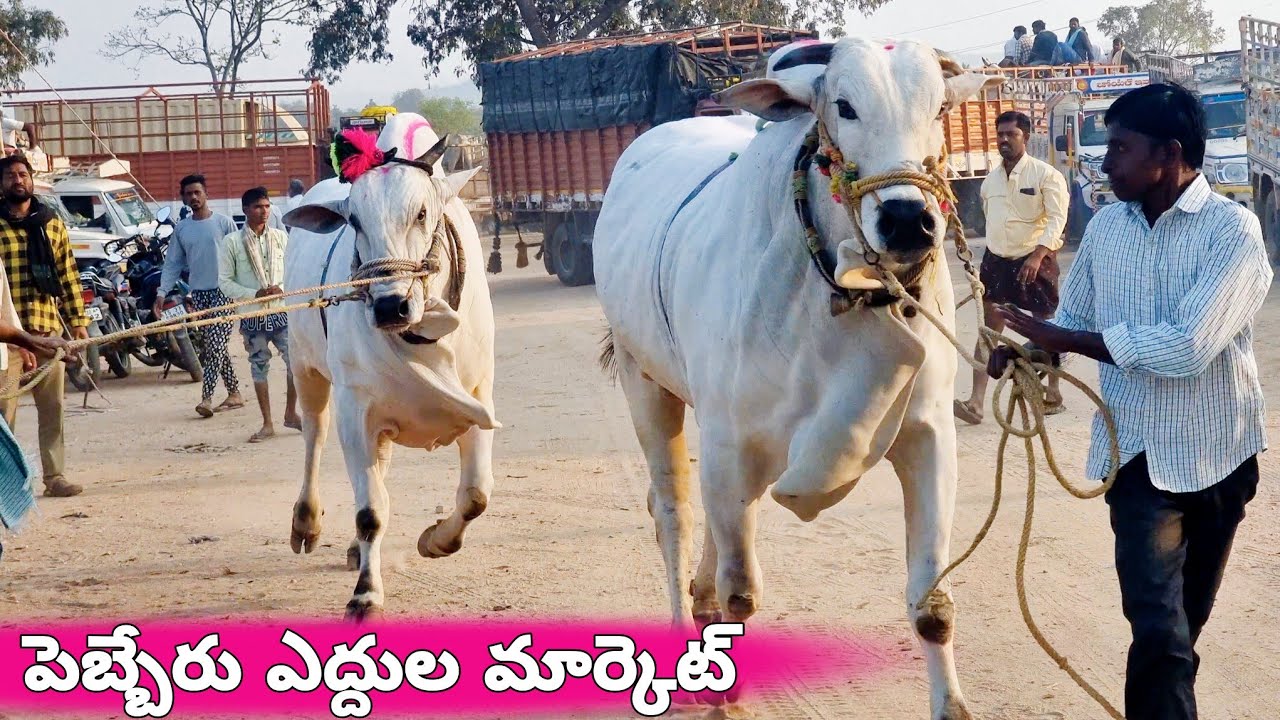 పెబ్బేరు ఎద్దుల మార్కెట్-ongole cattles market in pebbair-bulls market-pebbair santha-kodela videos🐂