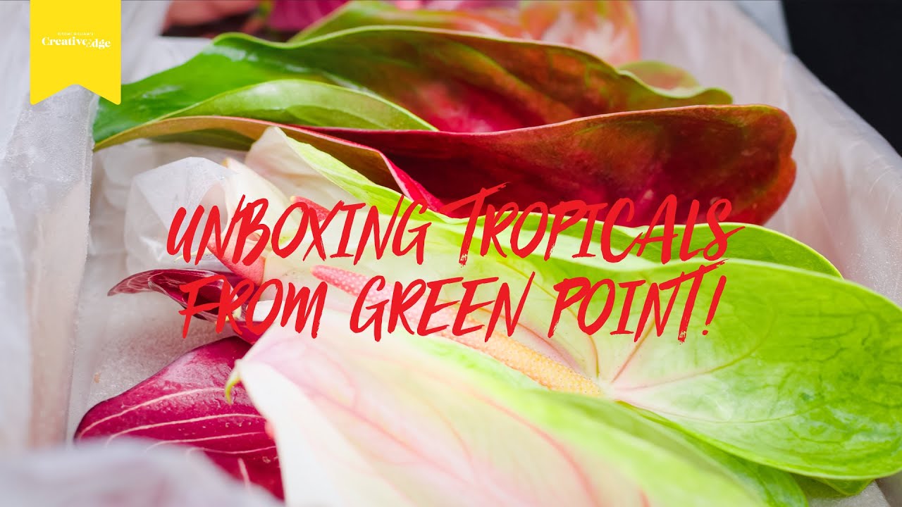 UNBOXING TROPICALS FROM GREEN POINT NURSERIES / Creative Edge October 2020 Bonus Video!