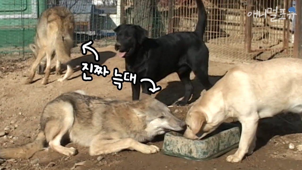늑대개 아니에요! 개들과 어울리는 늑대 두 마리 | KBS 주주클럽 051127 방송