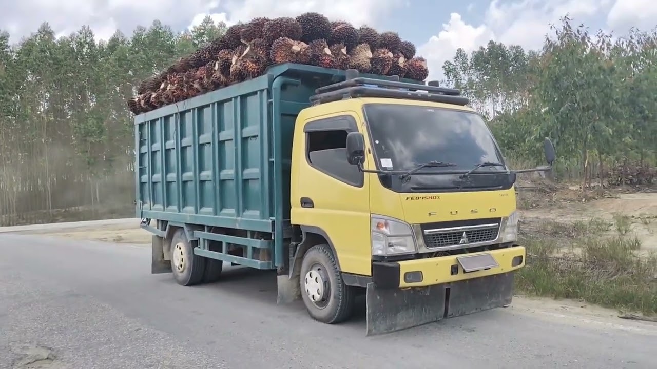 aktivitas kuli sawit, berangkat ke pabrik/pks #driversawit #kulisawit #pemuatsawit