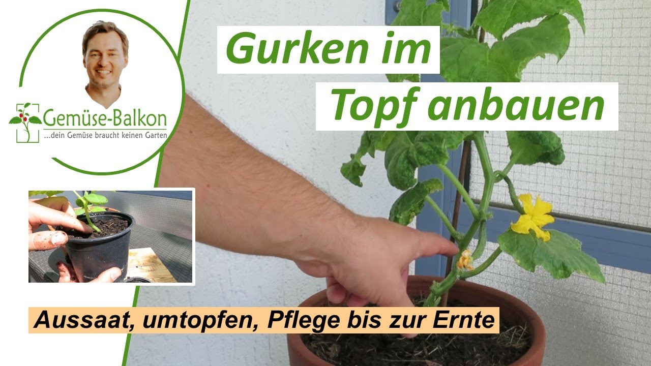 Gurken 🥒auf dem Balkon anbauen: Anzucht, Umtopfen, Ausgeizen, Pflege, Düngen vom Samen bis zur Ernte