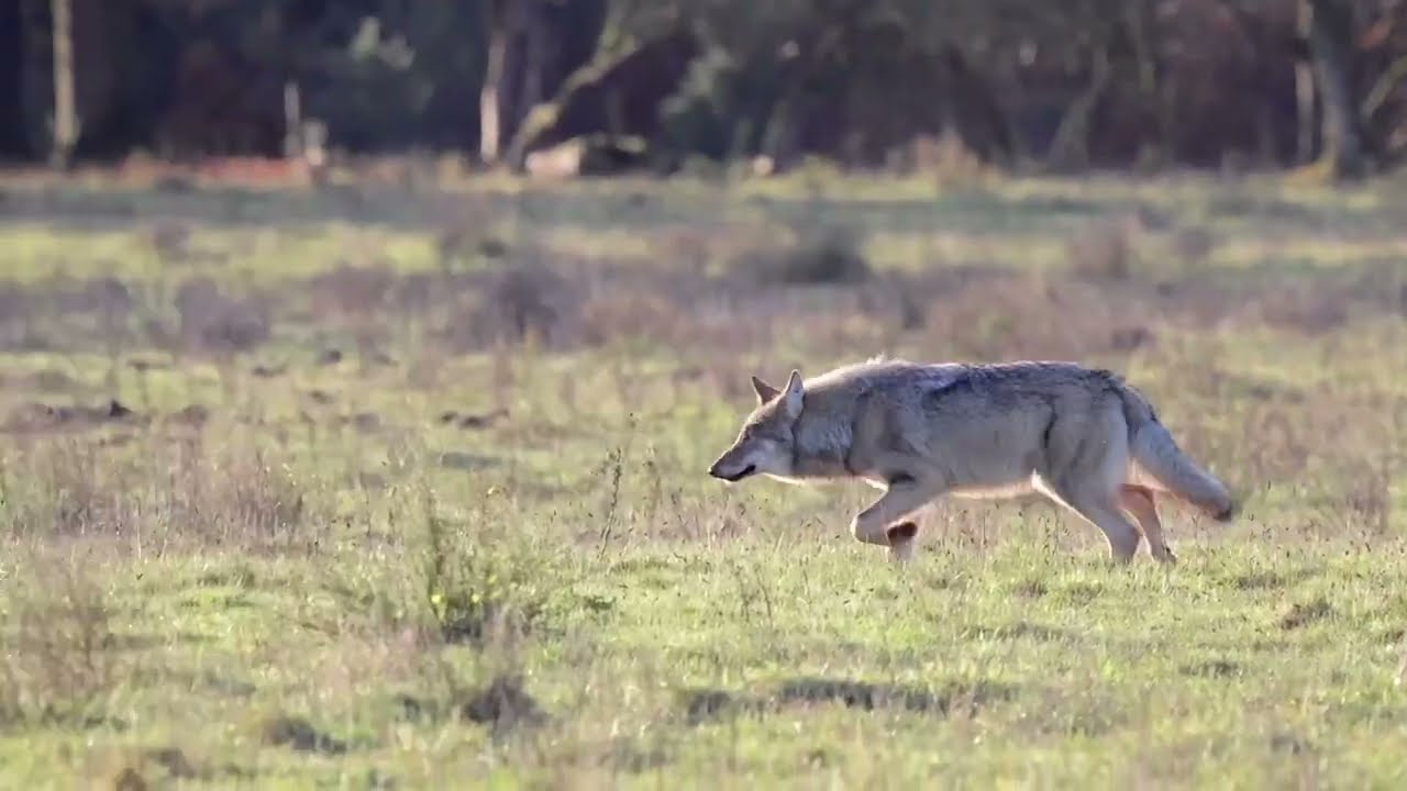 20205 Wolf Veluwe