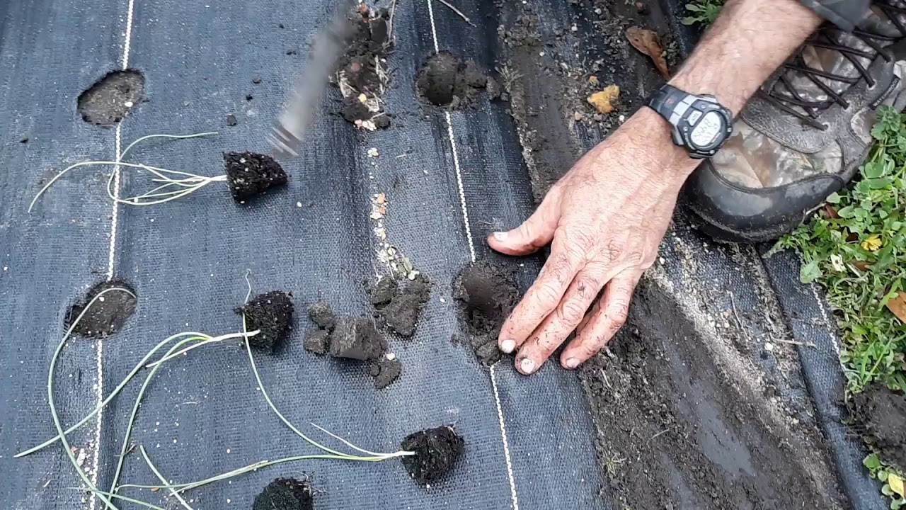 Growing Onions UNDER Ground Cover