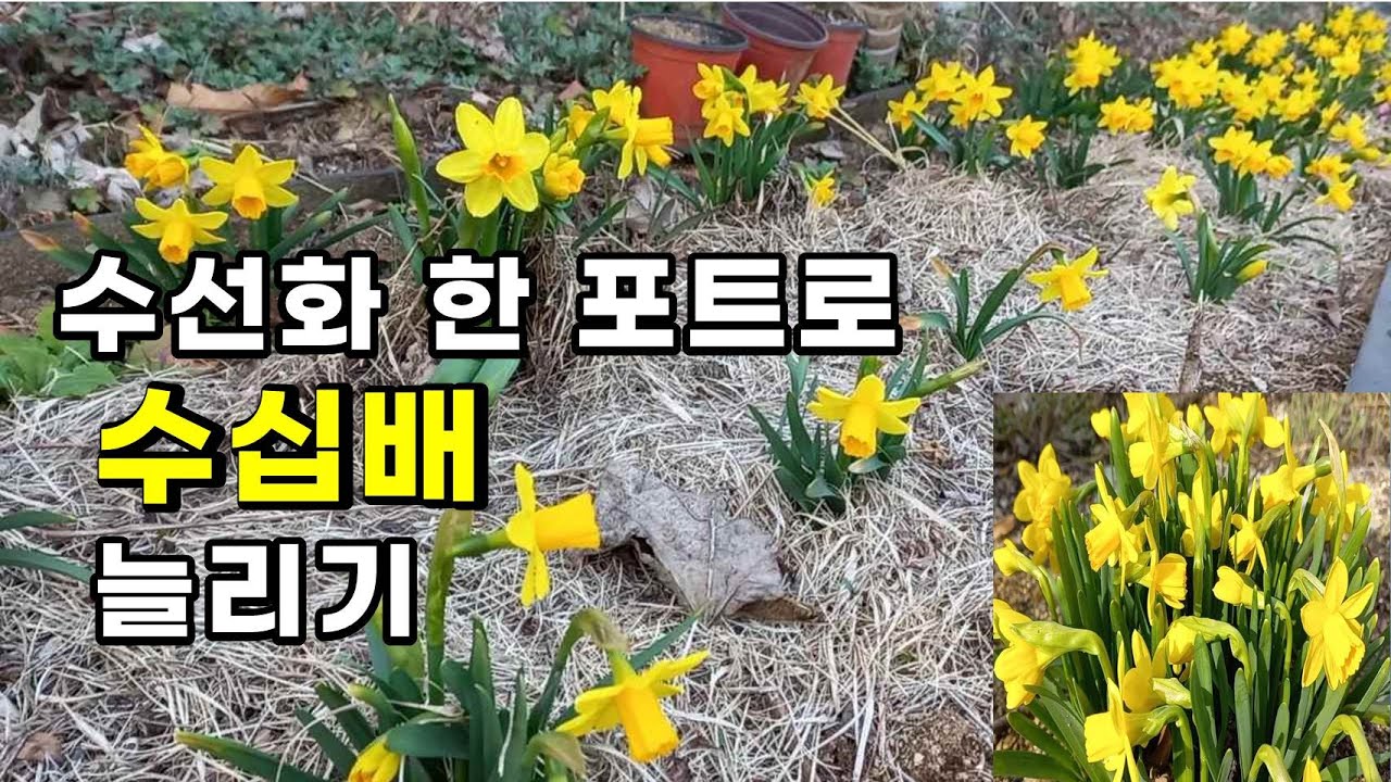 미니 수선화는 초보자도 가장 쉽게늘리면서 키울 수 있다