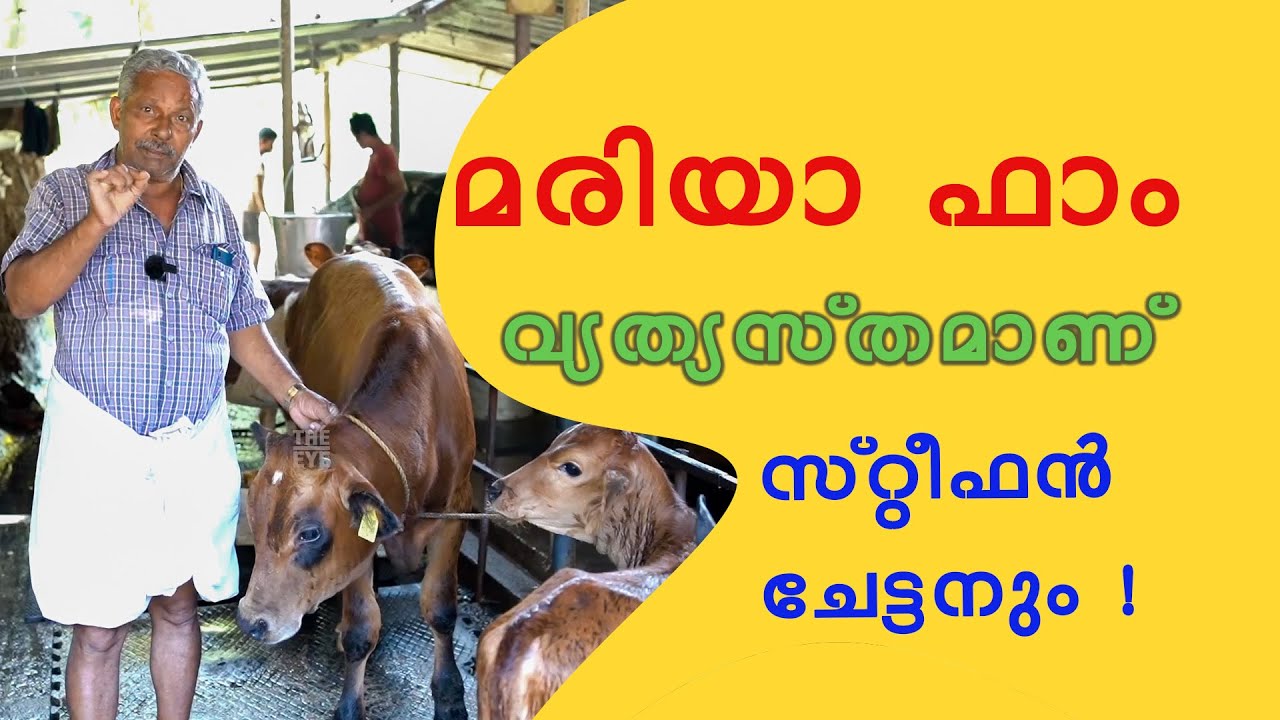 മരിയാ പശു ഫാം വ്യത്യസ്തമാണ് സ്റ്റീഫൻ ചേട്ടനും ! Mariya Cow Farm Veliyanoor