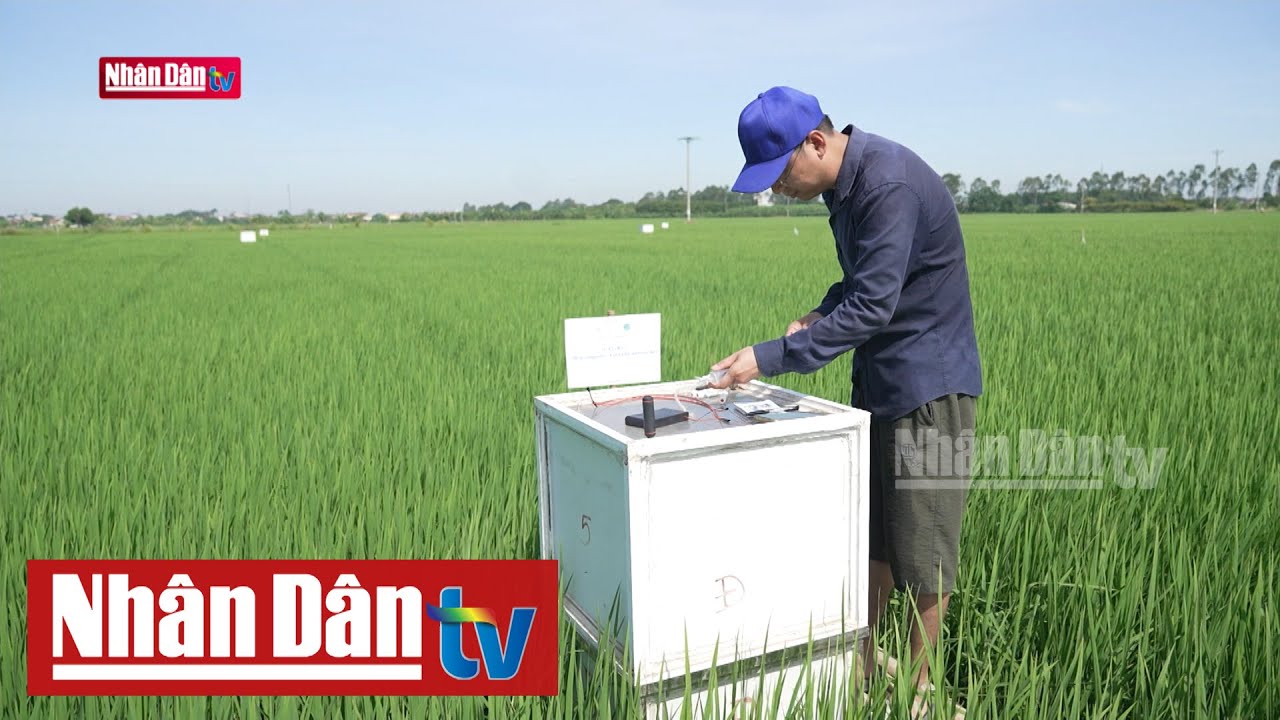 Xử lý rơm rạ giúp giảm phát thải trong canh tác lúa | Môi trường xanh