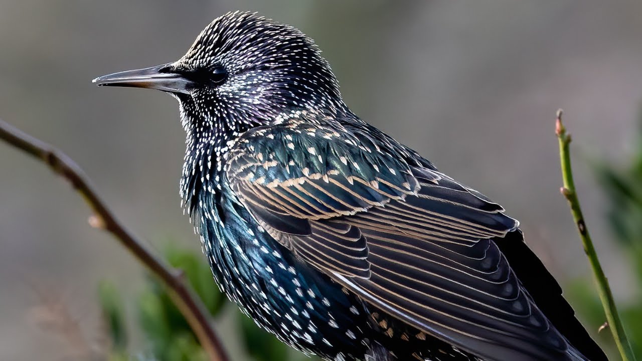 Starling Call | Starling sounds | Starling singing | Starling chirping