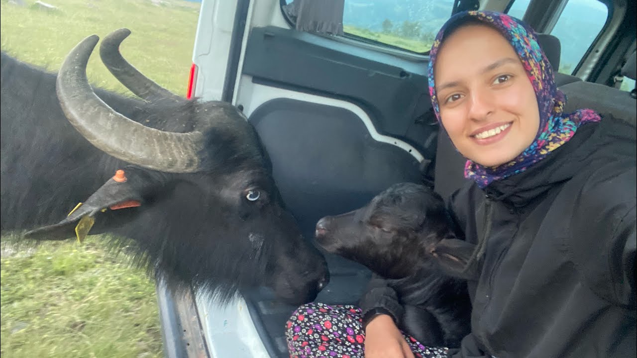 MERADA DOMBAY DOĞUM YAPMIŞ🐃İLK SÜTÜNDEN AVUZ YAPIMI