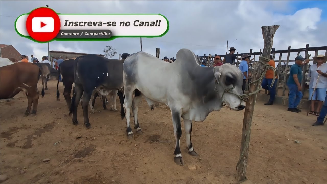 FEIRA DO GADO EM: ARARA-PB!!! 