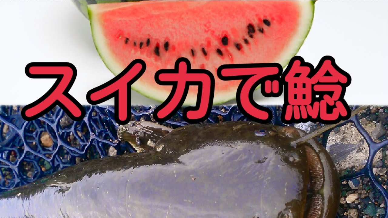 ナマズ釣り スイカで釣る !