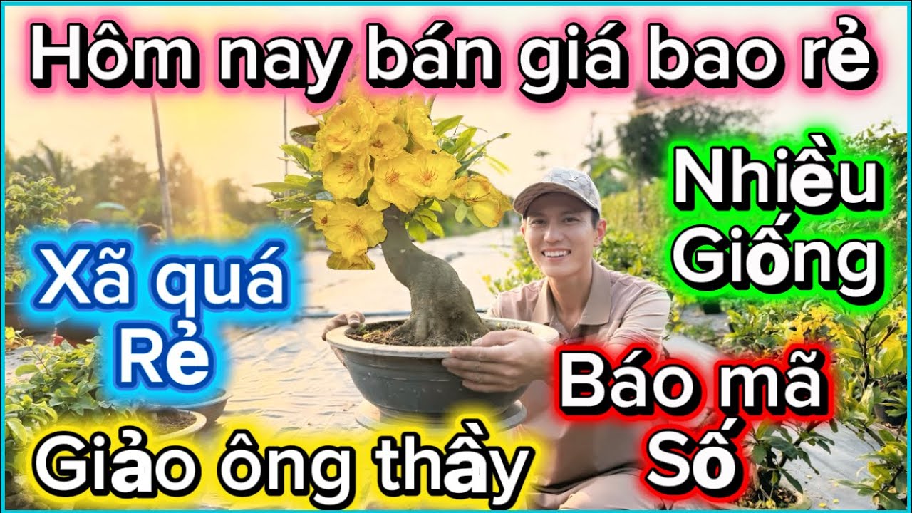 14-3-2026☎️0981001233📲mai giống giá rẻ giảo ông thầy-như y bình lợi-Ngọc toàn 