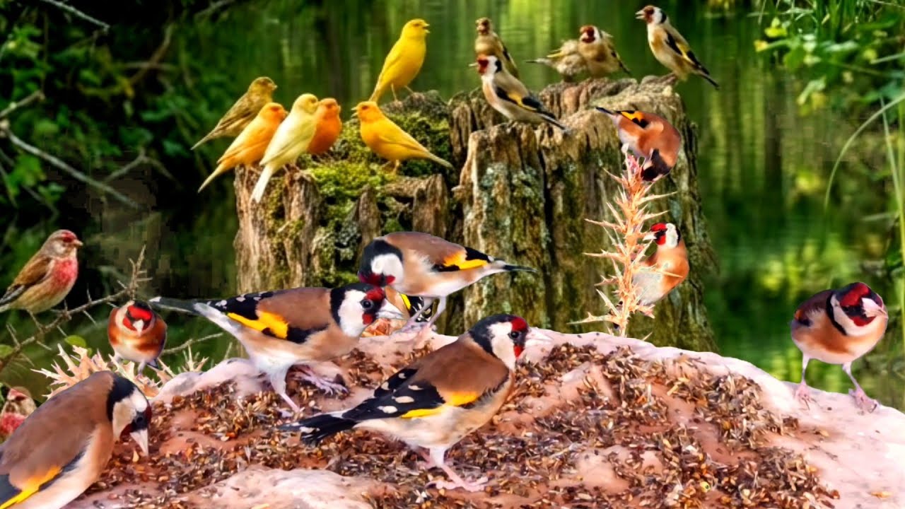 بتبتة حسون الشوك تحفيز الحسون على التغريد والهيجان علاج صمت الحسون goldfinch stimulation #birds 