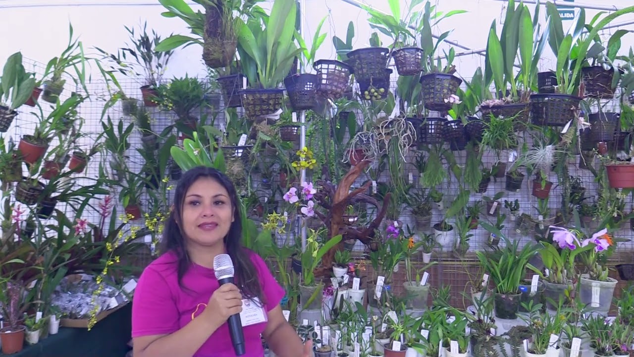 ORQUÍDEAS AMAZÓNICAS