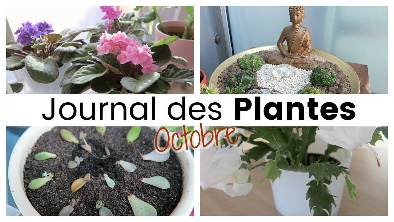Journal des plantes - Fleurs d'intérieur, succulentes et retour de l'extérieur | Plant Life